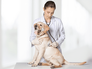 Chien chez le vétérinaire
